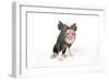 Berkshire Piglet-null-Framed Photographic Print