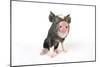 Berkshire Piglet-null-Mounted Photographic Print