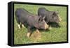 Berkshire Pigs Two Young in Field-Anthony Harrison-Framed Stretched Canvas