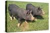 Berkshire Pigs Two Young in Field-Anthony Harrison-Stretched Canvas