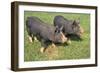 Berkshire Pigs Two Young in Field-Anthony Harrison-Framed Photographic Print