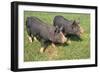 Berkshire Pigs Two Young in Field-Anthony Harrison-Framed Photographic Print