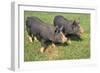 Berkshire Pigs Two Young in Field-Anthony Harrison-Framed Photographic Print