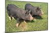 Berkshire Pigs Two Young in Field-Anthony Harrison-Mounted Photographic Print