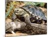 Berlandier's Tortoise, South Texas, USA-David Northcott-Mounted Photographic Print