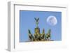 Berlin, Germany. Close-up of the Quadriga atop the Brandenburg gate with the full moon.-Miva Stock-Framed Photographic Print