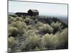 Berlin Ghost Town, Nevada, USA-null-Mounted Photographic Print