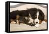 Bermese Mountain Dog Puppy with Kitten on Dog Bed-null-Framed Stretched Canvas