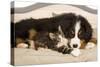 Bermese Mountain Dog Puppy with Kitten on Dog Bed-null-Stretched Canvas