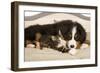 Bermese Mountain Dog Puppy with Kitten on Dog Bed-null-Framed Photographic Print