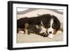 Bermese Mountain Dog Puppy with Kitten on Dog Bed-null-Framed Photographic Print