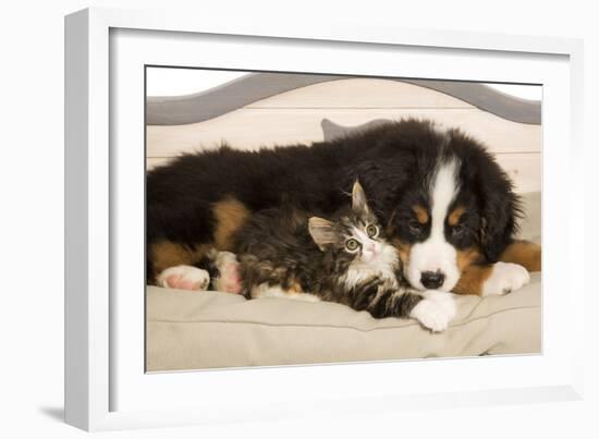 Bermese Mountain Dog Puppy with Kitten on Dog Bed-null-Framed Photographic Print