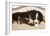 Bermese Mountain Dog Puppy with Kitten on Dog Bed-null-Framed Photographic Print