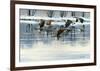 Bernaches en vol sur la riviére-Sylvia Audet-Framed Art Print