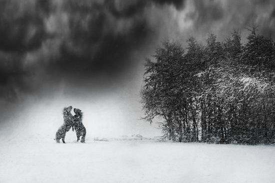 Photographic Print, , large