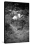 Bernadette Lafont, as a child, dancer, c. 1949, Nimes (b/w photo)-null-Stretched Canvas