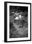 Bernadette Lafont, as a child, dancer, c. 1949, Nimes (b/w photo)-null-Framed Photo