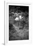 Bernadette Lafont, as a child, dancer, c. 1949, Nimes (b/w photo)-null-Framed Photo