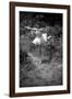 Bernadette Lafont, as a child, dancer, c. 1949, Nimes (b/w photo)-null-Framed Photo