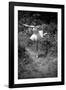 Bernadette Lafont, as a child, dancer, c. 1949, Nimes (b/w photo)-null-Framed Photo