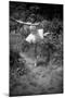 Bernadette Lafont, as a child, dancer, c. 1949, Nimes (b/w photo)-null-Mounted Photo