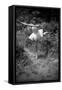 Bernadette Lafont, as a child, dancer, c. 1949, Nimes (b/w photo)-null-Framed Stretched Canvas