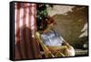 Bernadette Lafont, as a young woman, in Nimes, south of France, c. 1955 (photo)-null-Framed Stretched Canvas