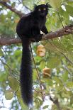 Ring-Tailed Lemur (Lemur Catta) Female Carrying Two Babies-Bernard Castelein-Photographic Print