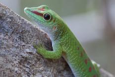 Giant Day Gecko (Phelsuma Madagascariensis Madagascariensis), Ankarana Np, Madagascar-Bernard Castelein-Photographic Print