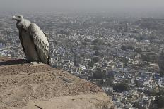 Long-Billed Vulture (Gyps Indicus)-Bernard Castelein-Photographic Print