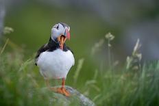 Puffin standing on rock, yawning, Runde, Norway-Bernard Castelein-Photographic Print