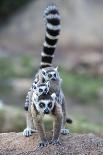 Ring-Tailed Lemur (Lemur Catta) Female With Twins Feeding On Plant-Bernard Castelein-Photographic Print