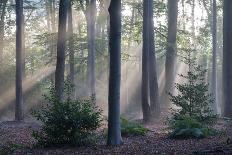 Sunrays through forest, Belgium-Bernard Castelein-Photographic Print