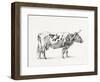 Bernard Cow Sketch III-Jean Bernard-Framed Art Print