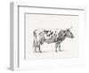 Bernard Cow Sketch III-Jean Bernard-Framed Art Print