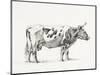 Bernard Cow Sketch III-Jean Bernard-Mounted Art Print