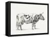 Bernard Cow Sketch III-Jean Bernard-Framed Stretched Canvas