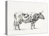 Bernard Cow Sketch III-Jean Bernard-Stretched Canvas