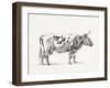 Bernard Cow Sketch III-Jean Bernard-Framed Art Print