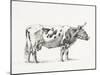 Bernard Cow Sketch III-Jean Bernard-Mounted Art Print