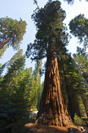 California, Yosemite National Park, Mariposa Grove of Giant Sequoia, the Colombia