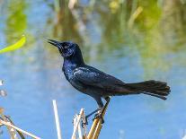 USA, Florida, Sarasota, Myakka River State Park, Preening Great Blue Heron-Bernard Friel-Photographic Print