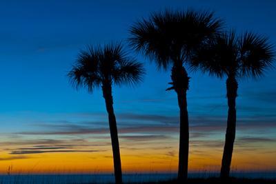 USA, Florida, Sarasota, Crescent Beach, Siesta Key. sunset and palm trees