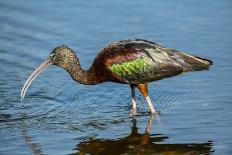 USA, Florida, Sarasota, Myakka River State Park, Wading Bird, Feeding, Glossy Ibis-Bernard Friel-Laminated Photographic Print