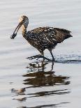 USA, Florida, Sarasota, Myakka River State Park, Wading Bird, Feeding, Glossy Ibis-Bernard Friel-Framed Stretched Canvas