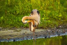 USA, Florida, North Ft. Meyers. American Bald Eagle, pair at nest-Bernard Friel-Photographic Print