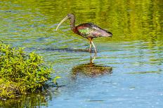 USA, Florida, Sarasota, Myakka River State Park, Glossy Ibis-Bernard Friel-Photographic Print