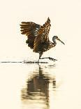 USA, Florida, Sarasota, Myakka River State Park, Wading Bird, Feeding, Glossy Ibis-Bernard Friel-Framed Stretched Canvas