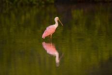 USA, Florida, Sarasota, Myakka River State Park, White Ibis-Bernard Friel-Laminated Photographic Print