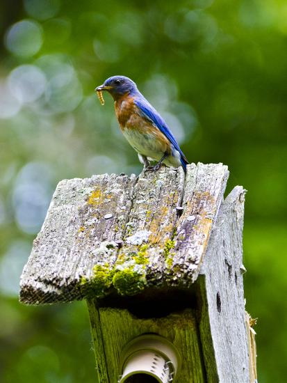 Premium Photographic Print, , large